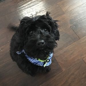 Meet your Posher, Cassidy